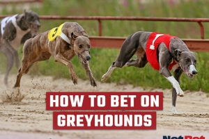 greyhounds racing