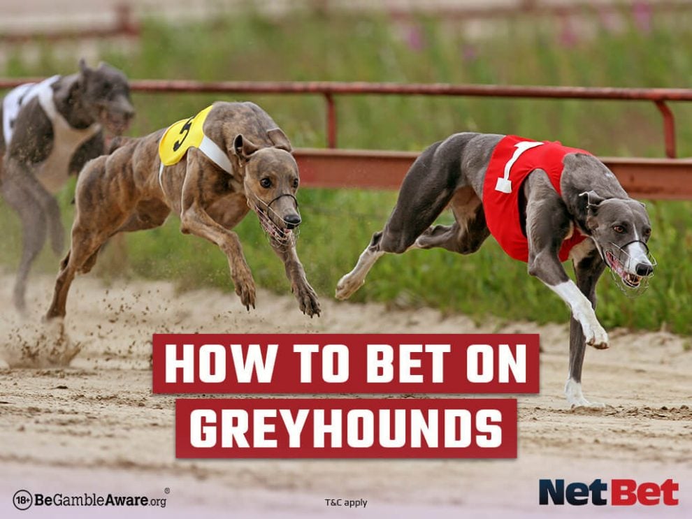 greyhounds racing