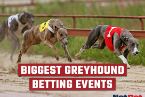 Greyhounds