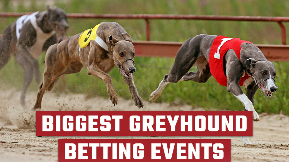Greyhounds