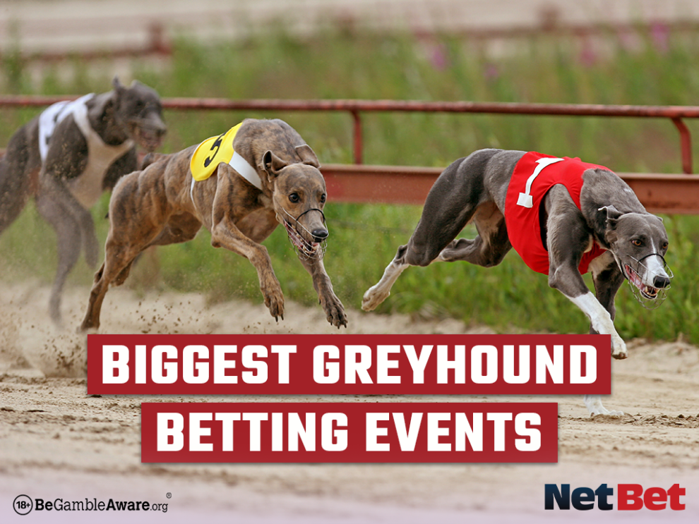 Greyhounds